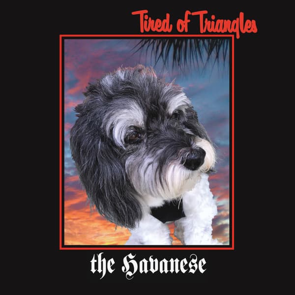 The Havanese