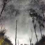 Ghost Woods by Chihei Hatakeyama