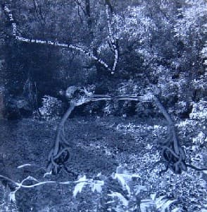 The Eye Decay Theory Or When The Garden Becomes A Time Lapse (A Compilation Of Spontaneous Combustion Witnesses)